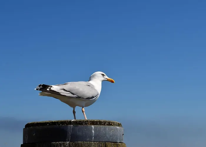 Bach بيت للعطل *
